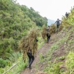 Tres meses de prisión a mujer arrestada en una propiedad utilizada para el cultivo de marihuana en Azua