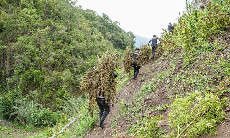 Tres meses de prisión a mujer arrestada en una propiedad utilizada para el cultivo de marihuana en Azua