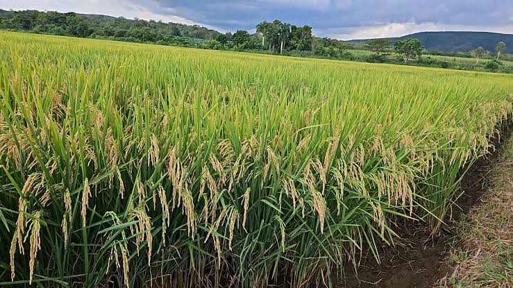 Comerciantes piden proteger producción local de arroz ante eliminación de aranceles